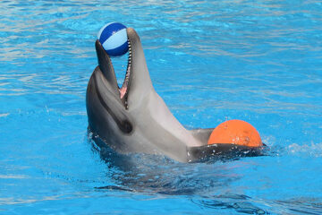 dolphin show alibaba excursions