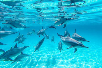 dolphins in hurghada alibaba excursions